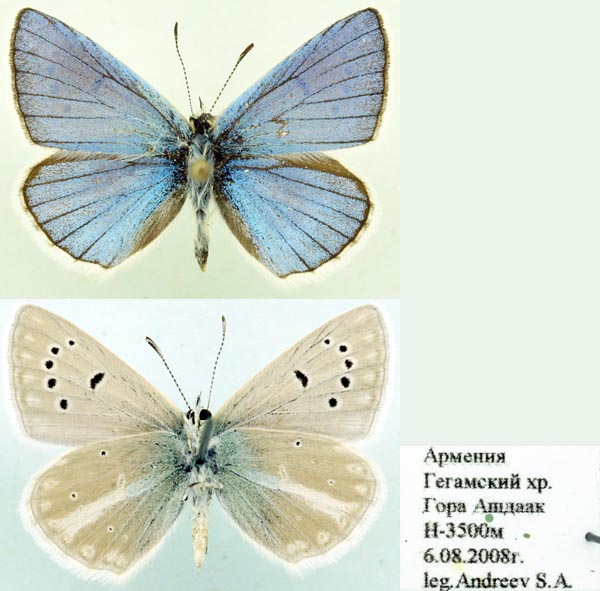 Polyommatus altivagans